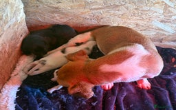 Mixed Breed dogs for sale: 4 beautiful spaniel X jack russel pups ❤️ - Image 8
