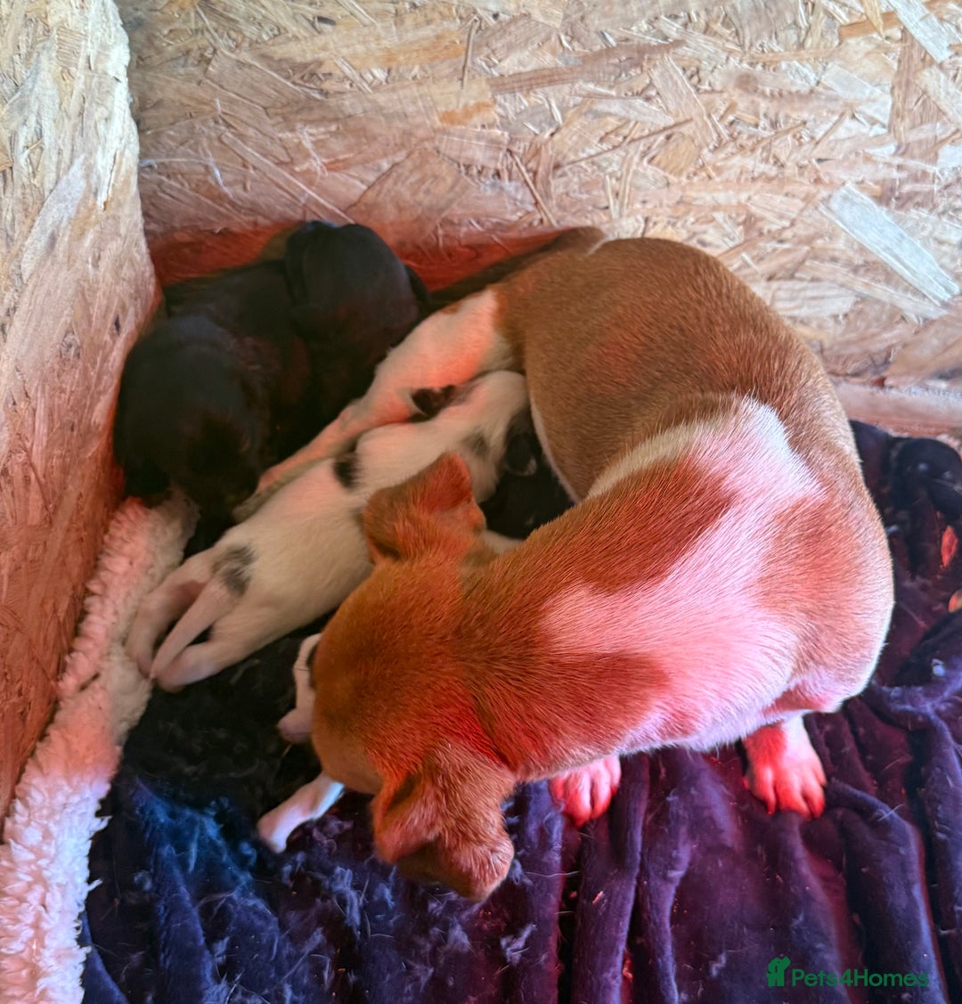 Mixed Breed dogs for sale: 4 beautiful spaniel X jack russel pups ❤️ - Image 8