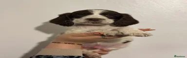 English Springer Spaniel 1