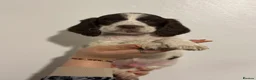 English Springer Spaniel dogs for sale: English springer spaniel puppies - Advert 12