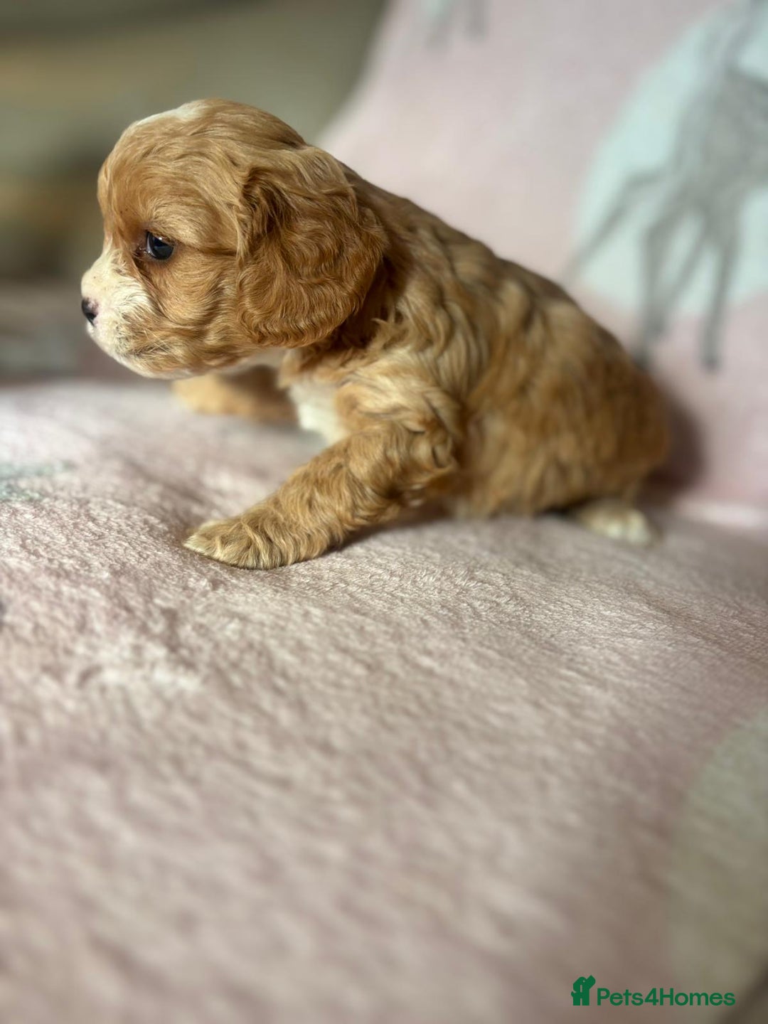 Cavapoo dogs for sale: Stunning Cavapoo puppies from family home  - Advert 8