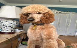 Standard Poodle dogs for sale: Beautiful Red Standard Poodles 3 Puppies Available - Image 9
