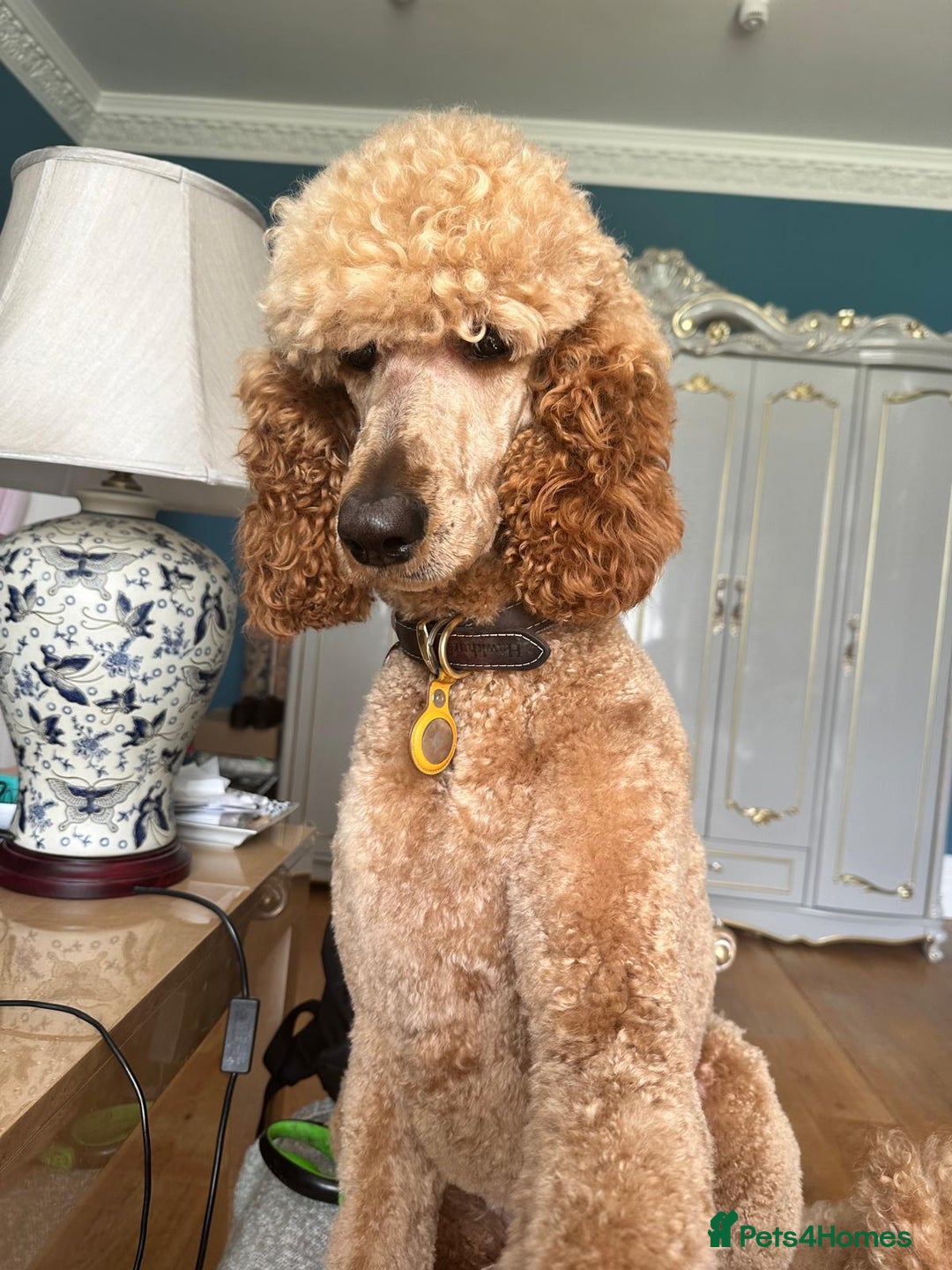 Standard Poodle dogs for sale: Beautiful Red Standard Poodles 3 Puppies Available - Image 9