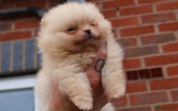 Pomeranian dogs for sale: READY NOW-REDUCED!! TRUE TEDDY BEAR POMERANIAN - Image 31