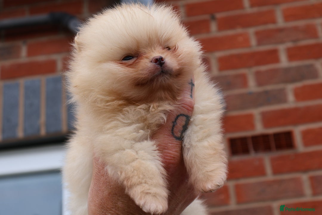 Pomeranian dogs for sale: READY NOW-REDUCED!! TRUE TEDDY BEAR POMERANIAN - Image 31