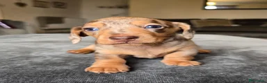 Dachshund 4