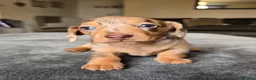 Dachshund dogs for sale: KC registered miniture dachund puppies - Advert 13