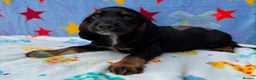 Cocker Spaniel dogs for sale: KC BLACK AND TAN boys 17 dna health tested clear  - Advert 6
