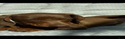 Miniature Dachshund dogs for sale: Mini dachshund puppies  - Advert 6