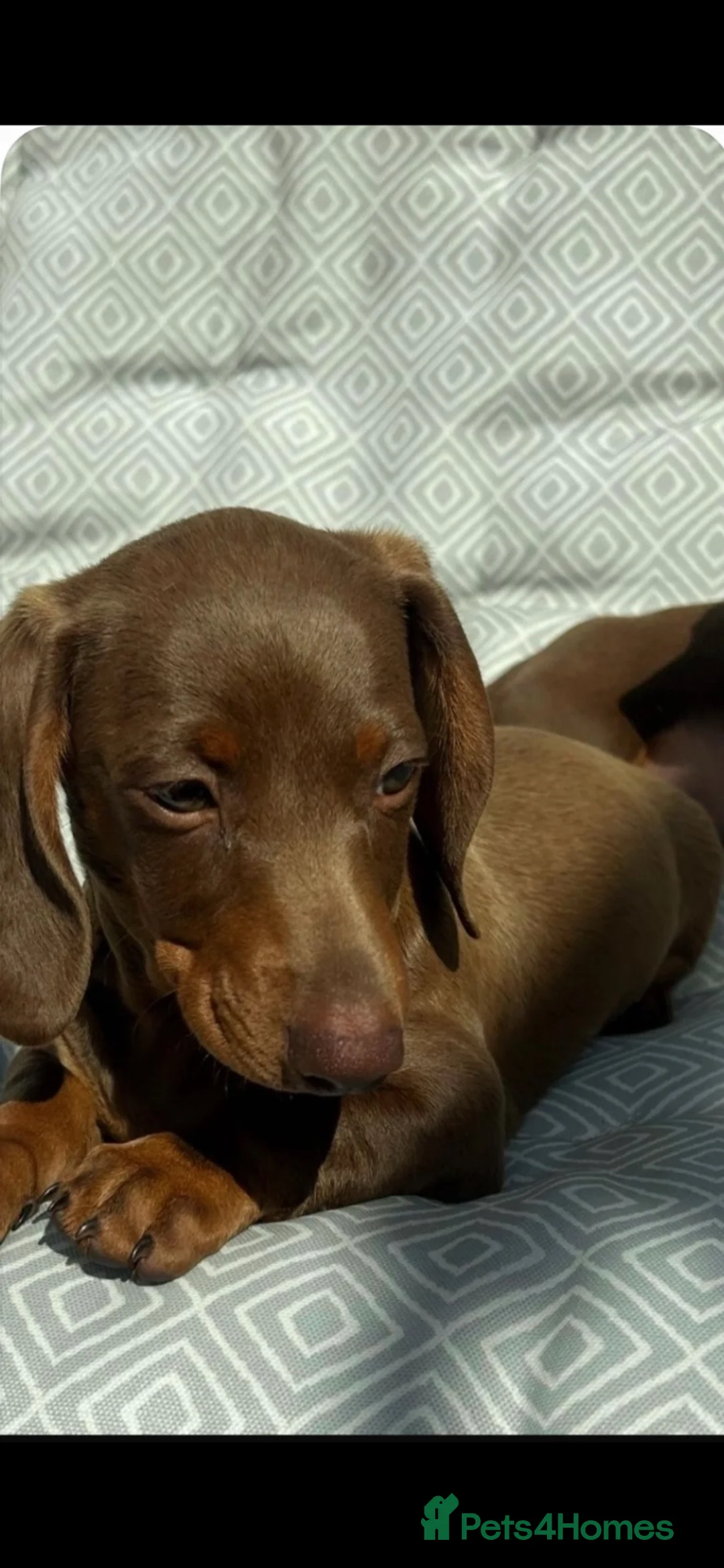 Miniature Dachshund dogs for sale: Mini dachshund puppies  - Advert 6