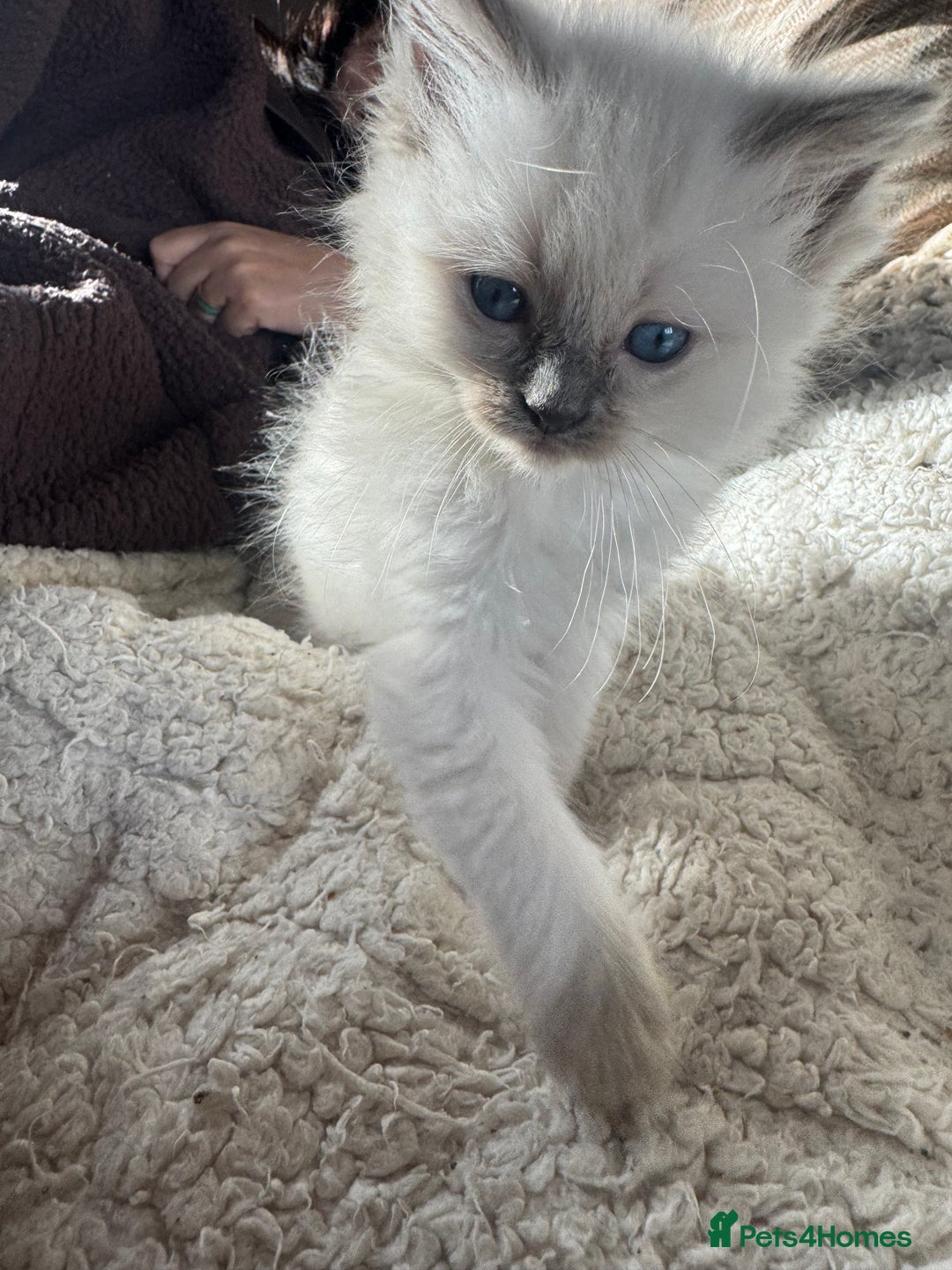 Ragdoll cats for sale: All our beautiful kittens are no longer available  - Advert 1