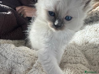 Ragdoll cats All our beautiful kittens are no longer available - Advert 19