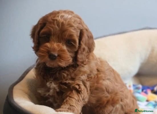 Cockapoo dogs DNA CLEAR Dark Fox red F1 toy / show cocker - Advert 2