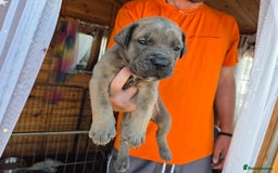 Cane Corso dogs for sale: Cane Corso (Rare Full Formentino Litter) - Image 12