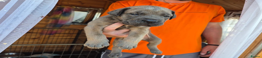 Cane Corso Puppy 1