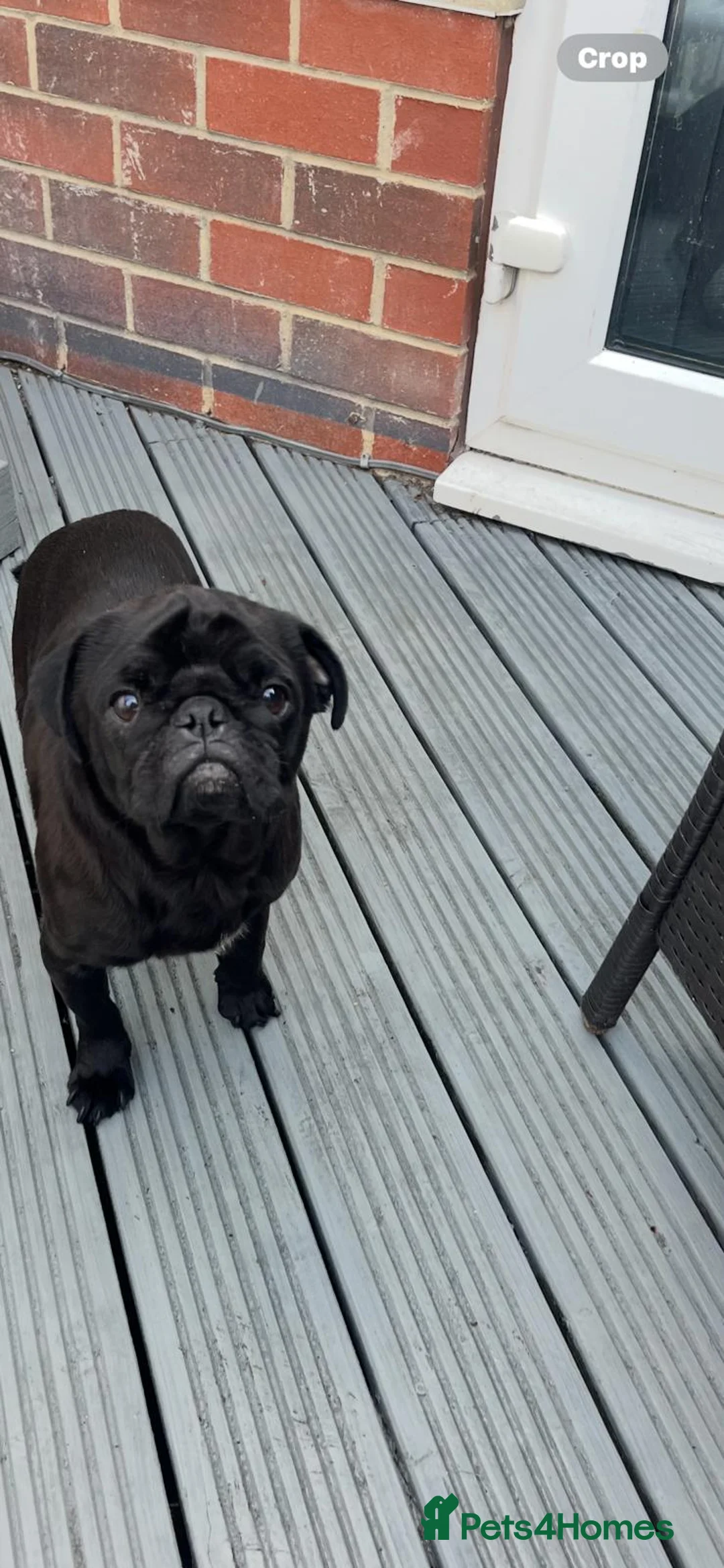 Pug dogs for sale: Gorgeous Platinum Pug puppy - Advert 3