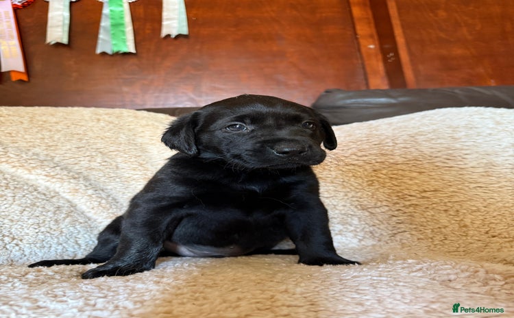 Labrador Retriever dogs - Advert 3