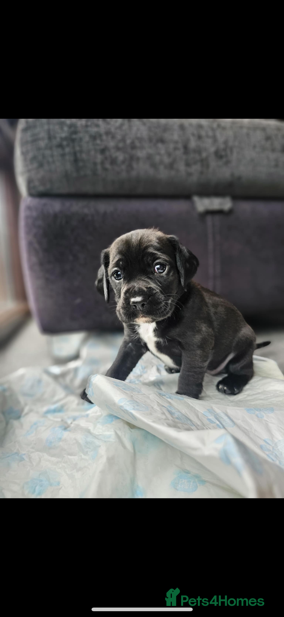 Mixed Breed dogs for sale: 4x male cocker pups  - Image 5