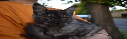 Maine Coon cats for sale: Gorgeous Champion Bloodline Maine Coon Kittens - Advert 3