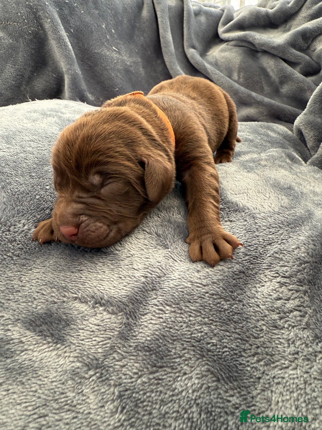 Labrador Retriever dogs for sale: Beautiful Chocolate Labrador Puppies - Image 10