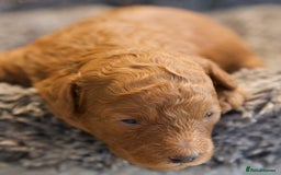 Cavapoo dogs for sale: Gorgeous F1B Fox Red Cavapoo Puppies - Image 27