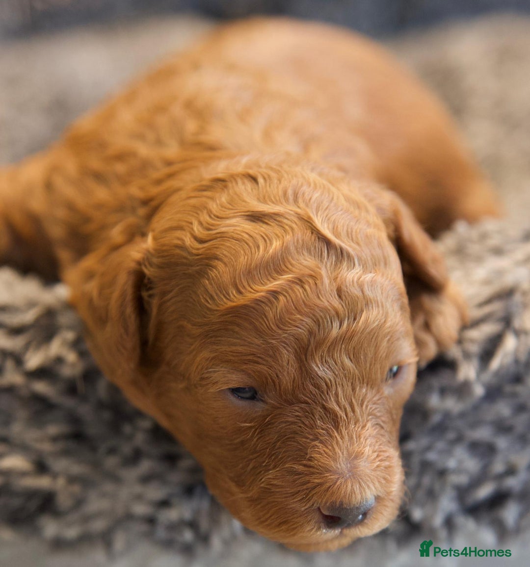 Cavapoo dogs for sale: Gorgeous F1B Fox Red Cavapoo Puppies - Image 27