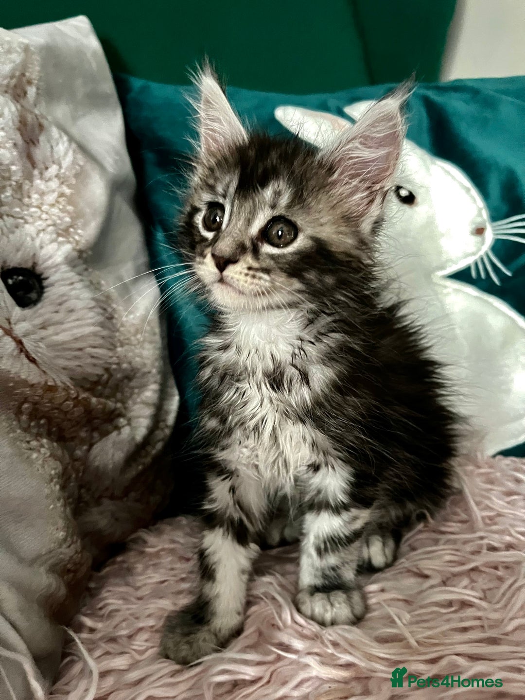 Maine Coon cats for sale: XXL Maine Coon kittens 🔥rare Black Smoke  - Image 23