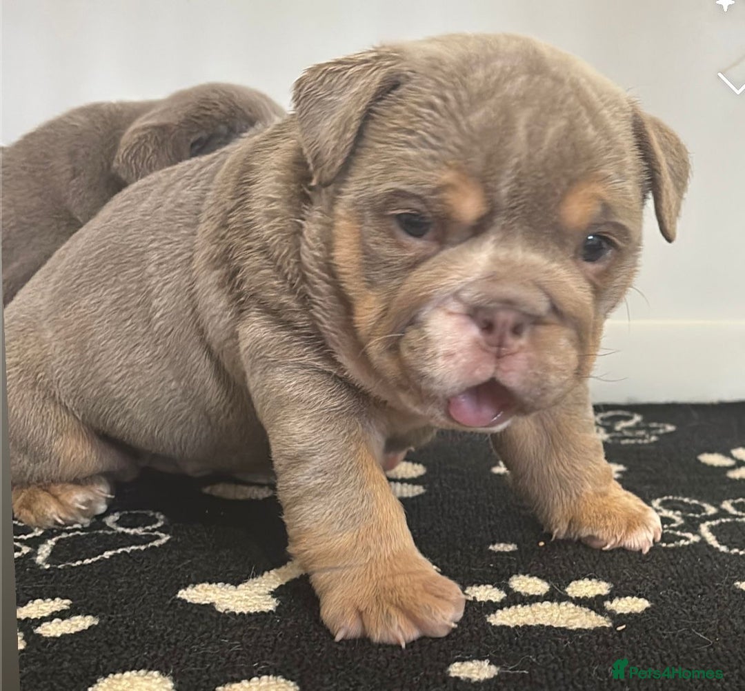 English Bulldog dogs for sale: Chunky English bulldogs  - Image 8