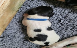 English Springer Spaniel dogs for sale: Beautiful working spaniels for sale - Image 6