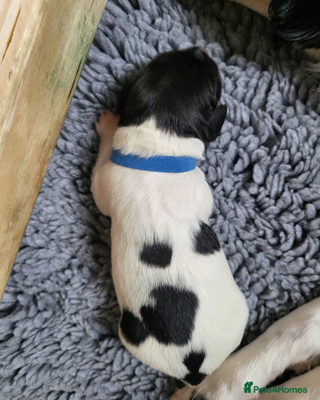 English Springer Spaniel dogs for sale: Beautiful working spaniels for sale - Image 6