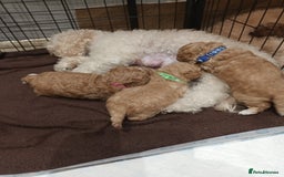 Poochon dogs for sale: Poochon puppies  - Image 4