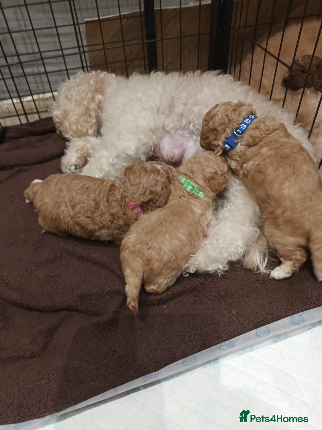 Poochon dogs for sale: Poochon puppies  - Image 4