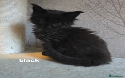 Maine Coon cats for sale: Maine Coon Kittens Polydactyl Russian line - Image 19