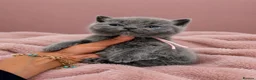 British Shorthair cats for sale: Ready soon - Chunky Blue British Shorthair Kittens - Advert 37