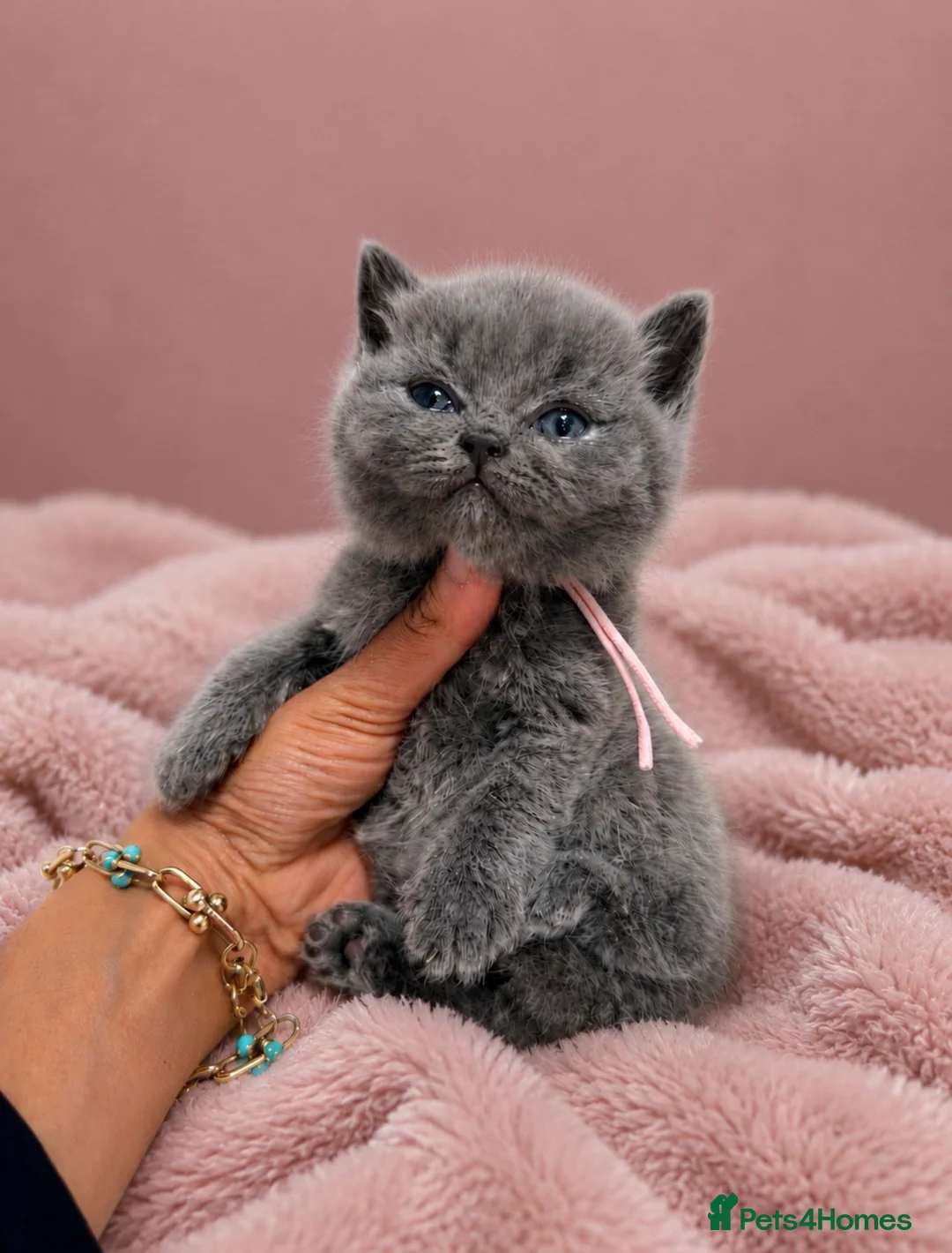 British Shorthair cats for sale: Ready soon - Chunky Blue British Shorthair Kittens - Advert 37