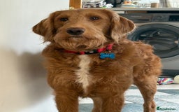 Labradoodle dogs for sale: Beautiful litter of 5 labradoodle puppies  - Image 10