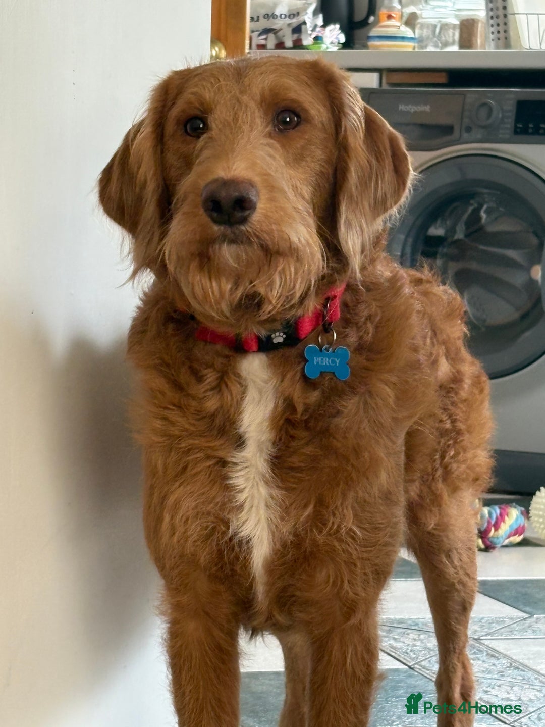 Labradoodle dogs for sale: Beautiful litter of 5 labradoodle puppies  - Image 10