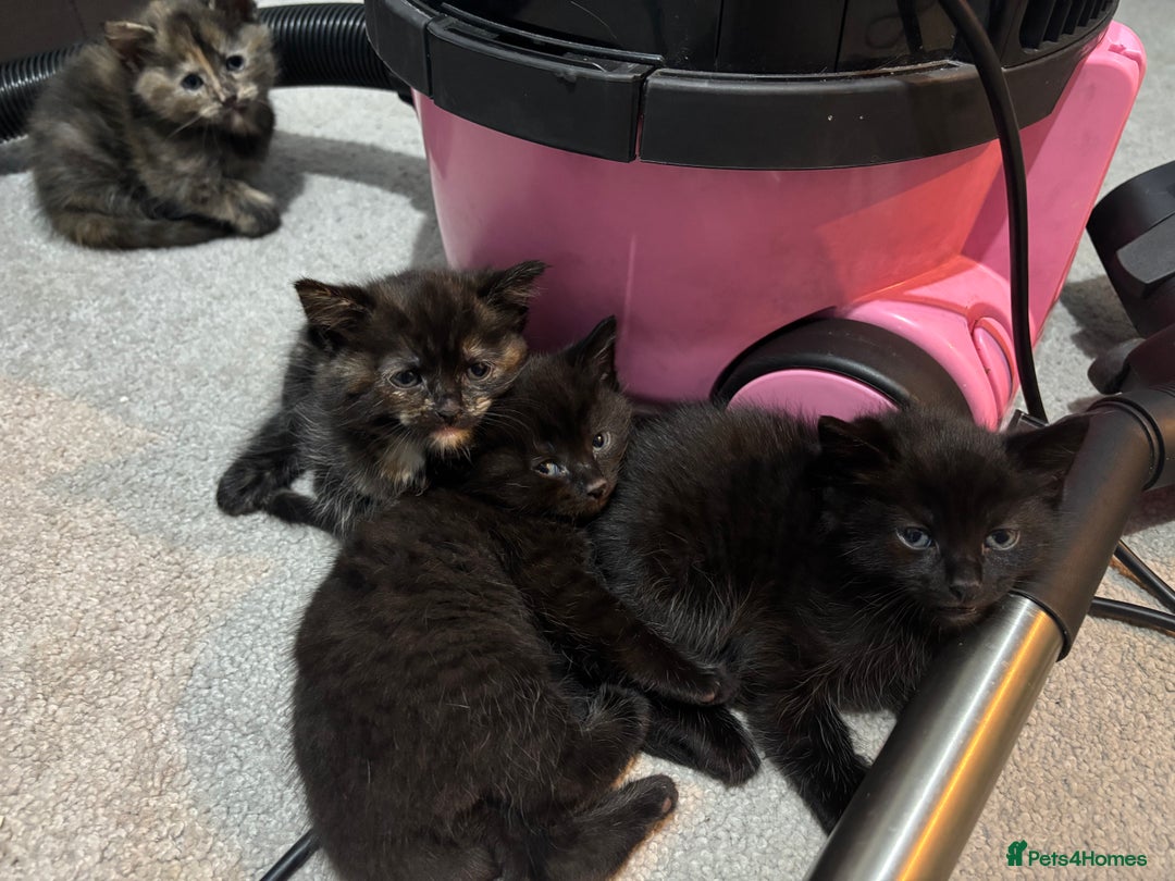 Mixed Breed cats for sale: Kittens for sale  - Image 2