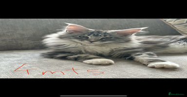Maine Coon cats - Advert 1