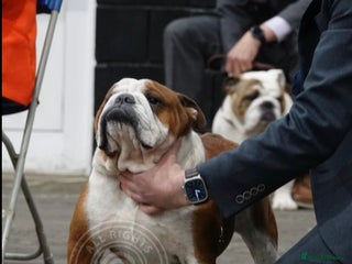 English Bulldog dogs in Manchester - Advert 2