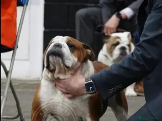 English Bulldog dogs Britishpride stud in Manchester - Advert 6