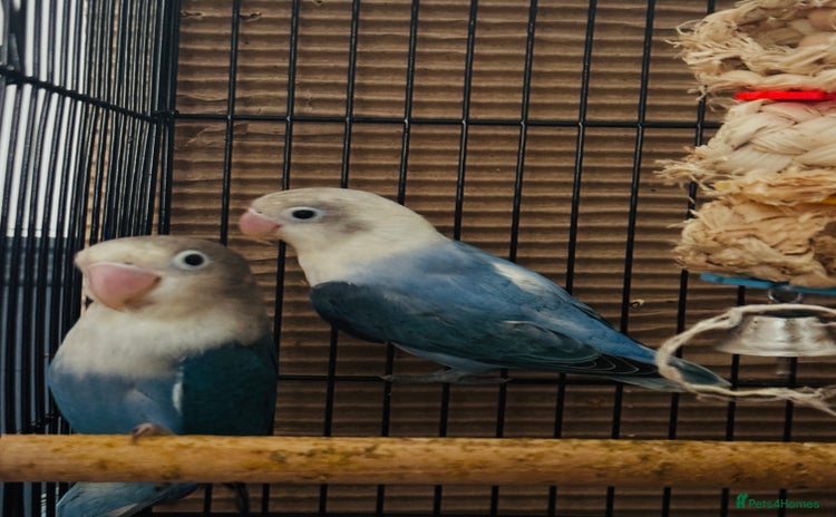 Lovebirds birds - Advert 1
