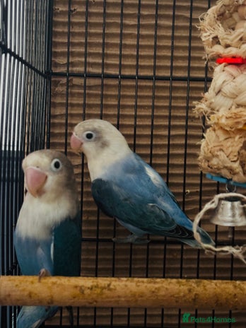 Lovebirds birds - Advert 6