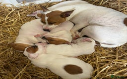 Jack Russell dogs for sale: Jack Russell puppy dog  - Image 4