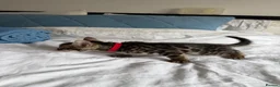 Bengal cats for sale: Bengal Kittens Available  - Advert 5