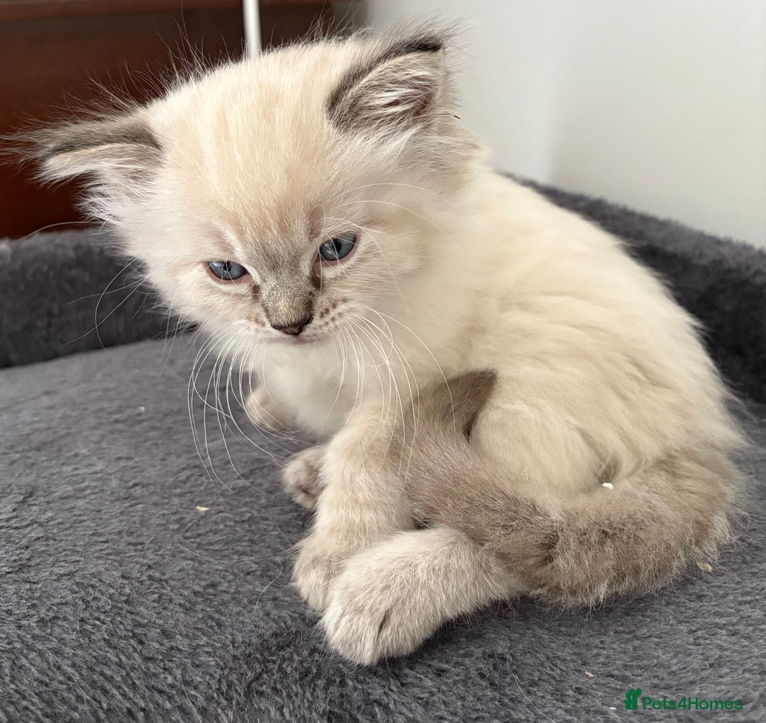 Ragdoll cats for sale: 4 Beautiful Female Ragdoll kittens for sale  - Image 12
