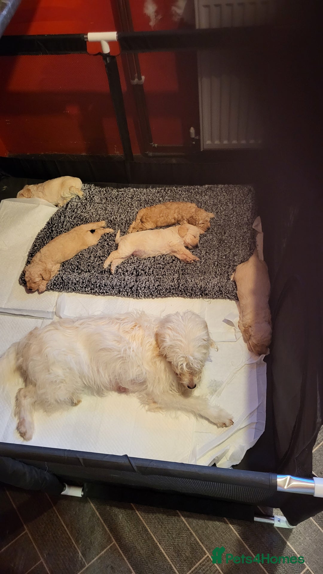 Mixed Breed dogs for sale: Cockapoo cross puppies  - Image 7