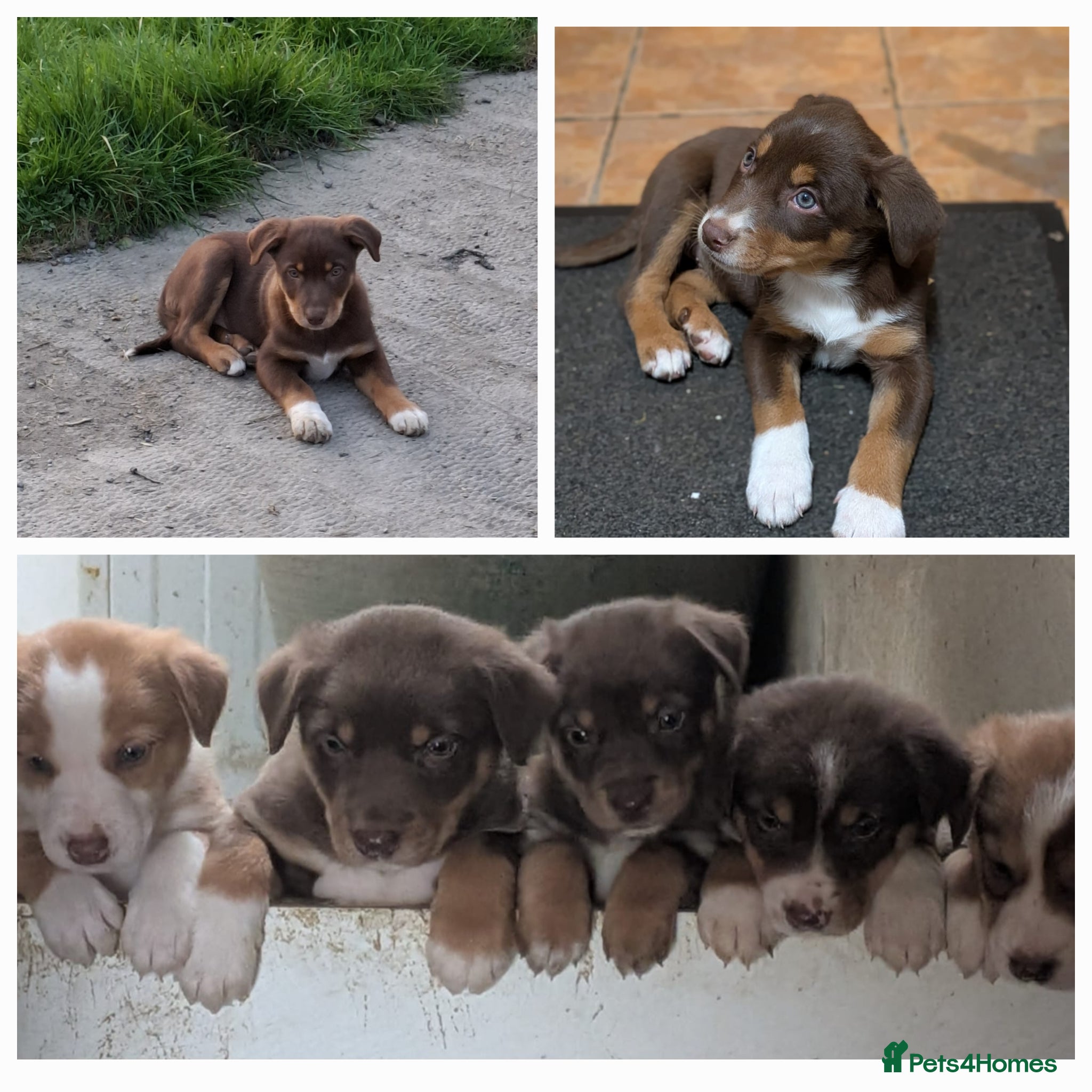 Mixed Breed dogs Kelpie X Collie puppies - Advert 15