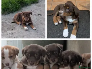 Mixed Breed dogs Kelpie X Collie puppies - Advert 17