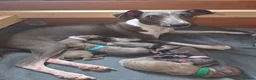 Italian Greyhound dogs for sale: 6 Beautiful Italian Greyhound Puppies  - Advert 3